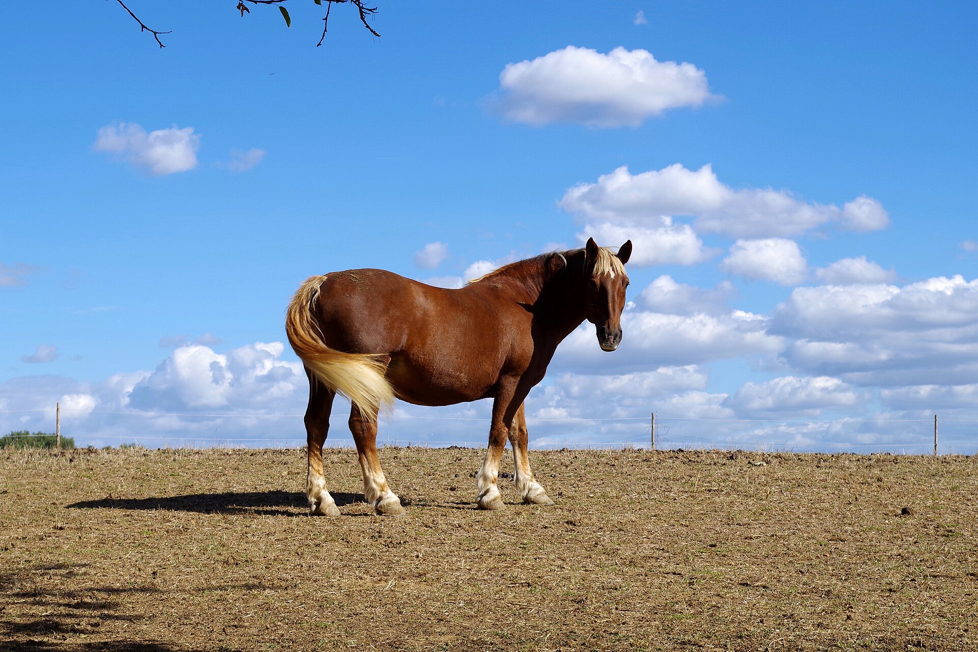 Pferd auf der Koppel im Grünen